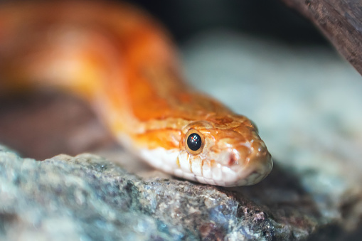Close-up portrait of a beautiful corn snake on a stone.