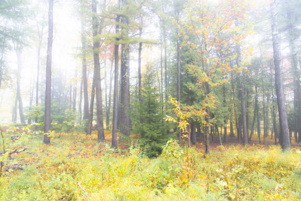 Autumnal trees in Tannersville, New York State.