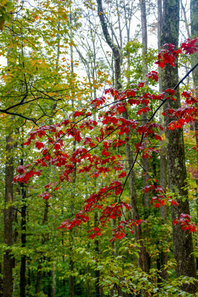 Autumnal trees in Tannersville