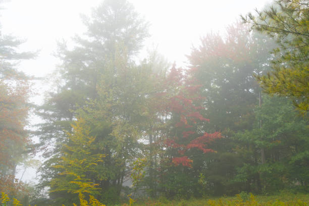 Autumnal trees in Tannersville, New York State.