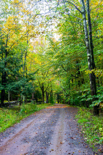 istock Autumnal trees in Tannersville 1834840398