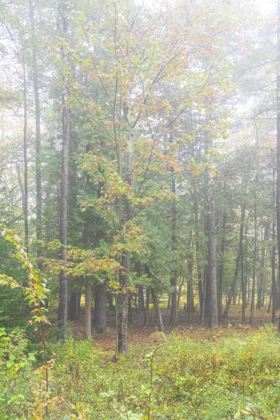 istock Autumnal trees in Tannersville 1834841433