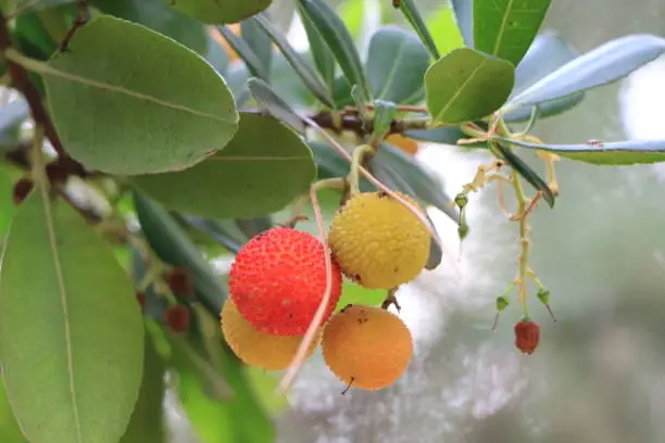 Baya, fruto del madroño durante su maduración en otoño.