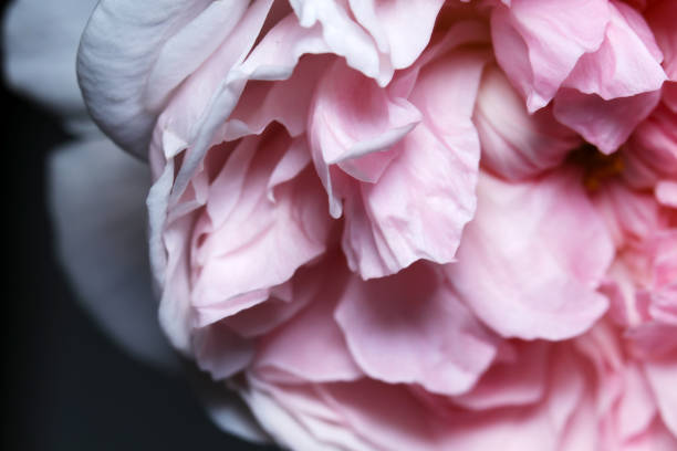 istock Bright double pink petal rose flowerhead (Grogeous close up macro photograph) 1834850856