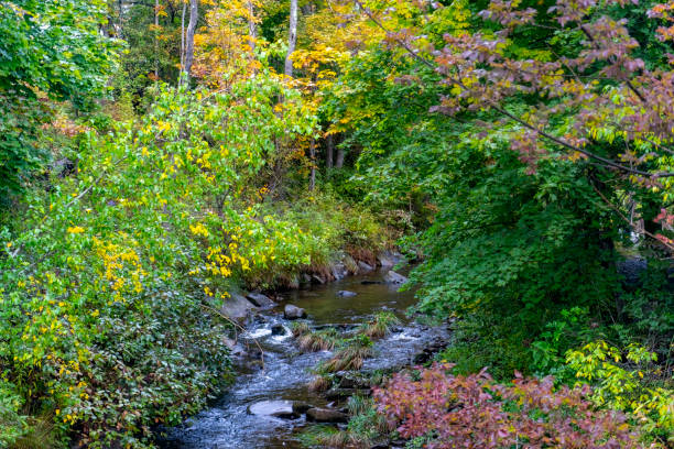 Autumnal trees in Tannersville, New York State.