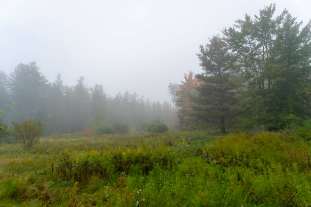 istock Autumnal trees in Tannersville 1834853017