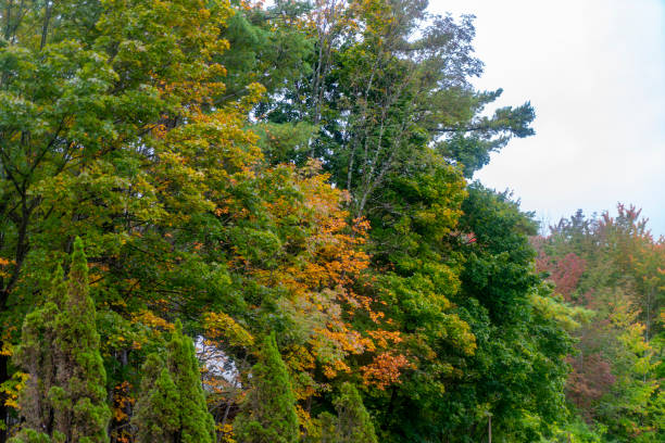 Autumn green yellow trees, Crimea