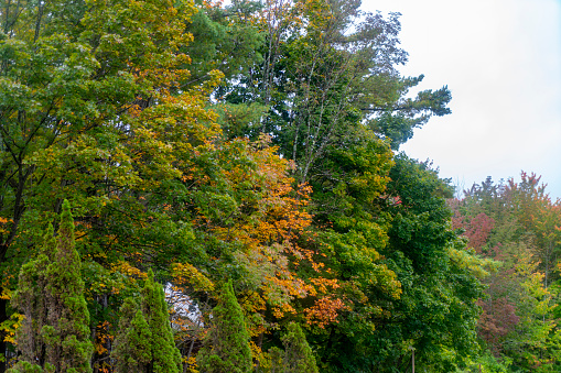 Autumnal trees in Tannersville, New York State.