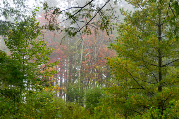 Autumnal trees in Tannersville