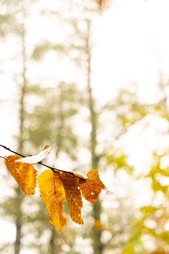 Autumnal trees in Tannersville, New York State.