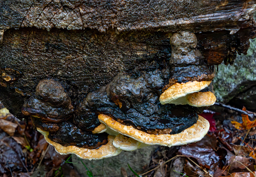 Fungi on a rotten log in Tannersville, New York State.