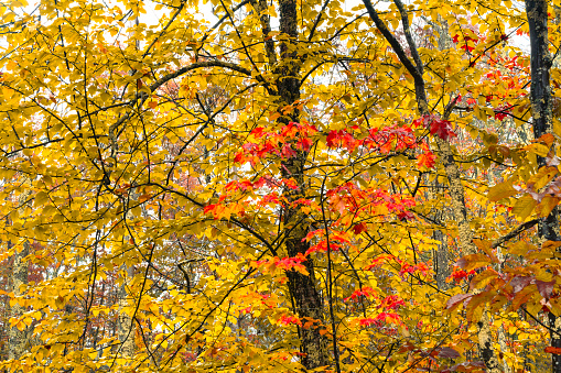 Autumnal trees in Tannersville, New York State.