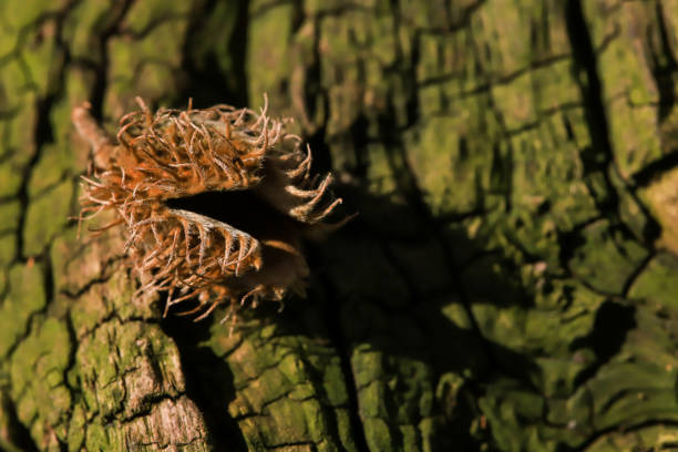 beech nut weathered and wrinkled green bark