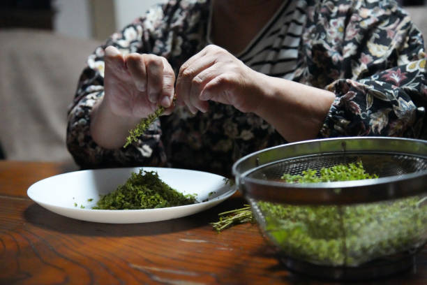 istock A woman picking perilla seeds 1834872034