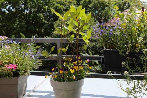 istock Balcony gardening in Poland 1834877371