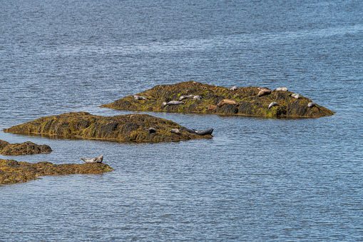 Grey Seals resting on a rocky islands in Loch Sunart from the Garbh Eilean Wildlife Viewing hide