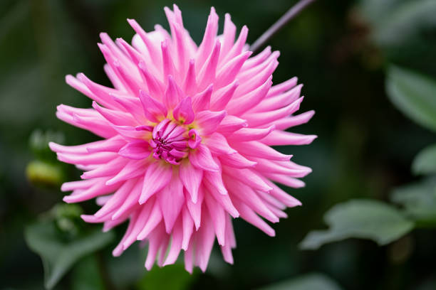 istock Pink Cactus dahlia Flower in bloom 1834883286