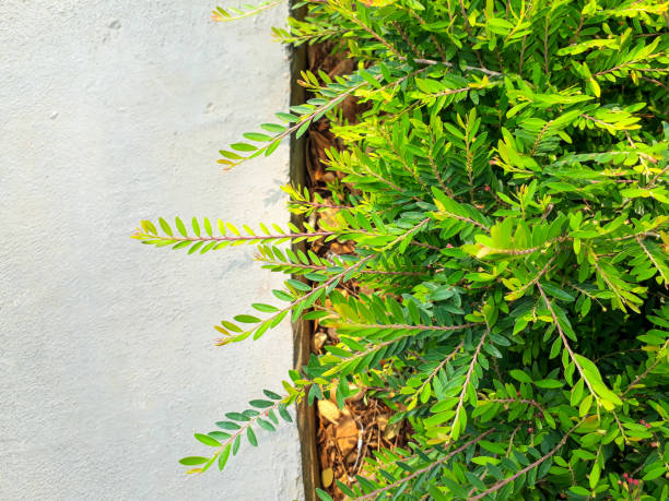 istock Top view of Fresh colorful leaves 1834884932