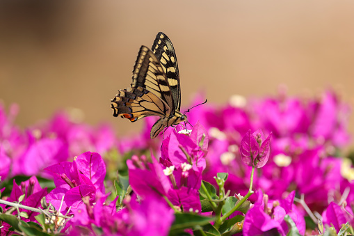 A black swallowtail butterfly snacking on Butterfly weed (Asclepias tuberosa).