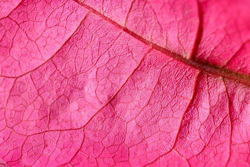 structure and veins of a bougainvillea blossom