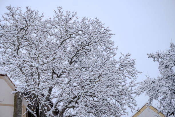 The first snow in the forest. Trees and shrubs covered with abundant snow, natural texture look for background and design. High quality photo
