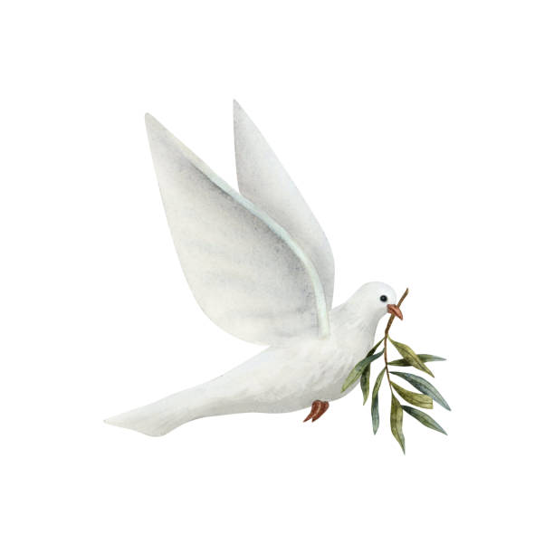 istock Dove of Peace with olive tree twig watercolor illustration isolated on white background. White flying pigeon bird for pacific symbols designs 1834892545