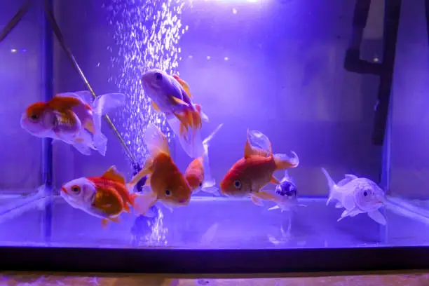 This enthralling photograph captures the tranquil yet lively essence of a group of goldfish, gracefully navigating the serene waters of their glass sanctuary. The delicate balance of light plays across their shimmering scales, creating a captivating spectacle of movement and color. In this underwater haven, each goldfish contributes to an enchanting dance, orchestrated by the natural flow of their aquatic universe. The clarity of the water and the vividness of their orange hues against the subtly decorated aquarium background make this image a visual feast, perfect for any use that calls for a touch of natural elegance and the fascinating beauty of aquatic life