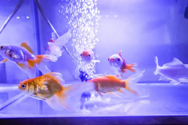 This enthralling photograph captures the tranquil yet lively essence of a group of goldfish, gracefully navigating the serene waters of their glass sanctuary. The delicate balance of light plays across their shimmering scales, creating a captivating spectacle of movement and color. In this underwater haven, each goldfish contributes to an enchanting dance, orchestrated by the natural flow of their aquatic universe. The clarity of the water and the vividness of their orange hues against the subtly decorated aquarium background make this image a visual feast, perfect for any use that calls for a touch of natural elegance and the fascinating beauty of aquatic life