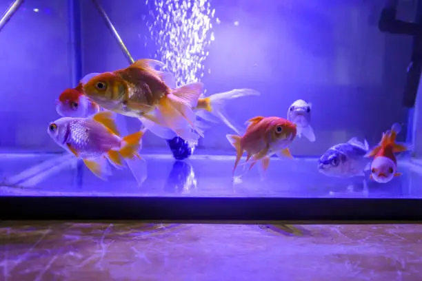 This enthralling photograph captures the tranquil yet lively essence of a group of goldfish, gracefully navigating the serene waters of their glass sanctuary. The delicate balance of light plays across their shimmering scales, creating a captivating spectacle of movement and color. In this underwater haven, each goldfish contributes to an enchanting dance, orchestrated by the natural flow of their aquatic universe. The clarity of the water and the vividness of their orange hues against the subtly decorated aquarium background make this image a visual feast, perfect for any use that calls for a touch of natural elegance and the fascinating beauty of aquatic life