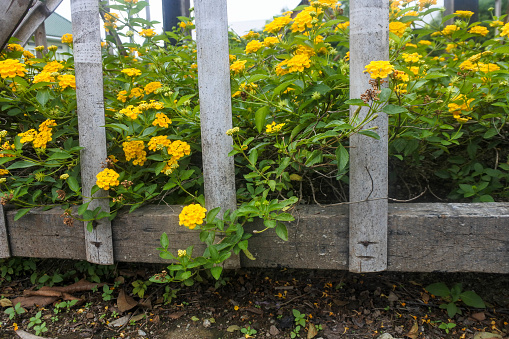 In this breathtaking photograph, Lantana Camara asserts itself as nature's tapestry against the rustic charm of a wooden fence. The vibrant yellow blooms cascade over the weathered slats, starkly contrasting the timber's earthen tones. Each flower is a sunburst, grouped in clusters that seem to dance with life, inviting diverse pollinators to partake in their beauty. The morning light bathes each petal in a golden glow, enhancing the texture and depth of the natural scene. This image not only captures the striking display of color and life that Lantana Camara offers but also tells a story of resilience and beauty, thriving in the embrace of the wooden barrier.