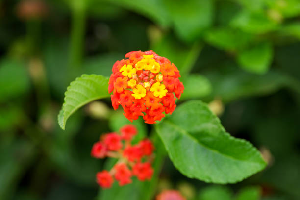 lantanca camara flower