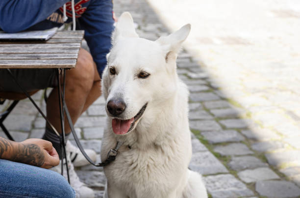istock Portrait of a Two-Year-Old White Shepherd 1834897901