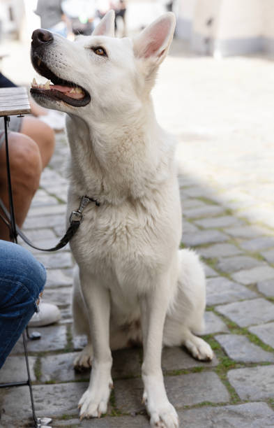 istock Portrait of a Two-Year-Old White Shepherd 1834897923