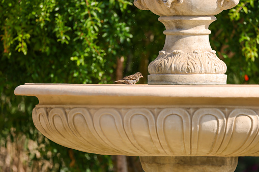 single bird on the edge of a fountain