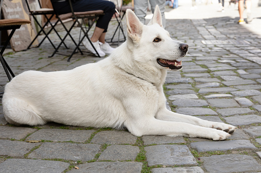 White Shepherd Relaxing by the City Cafe and waiting for owner.Urban Elegance