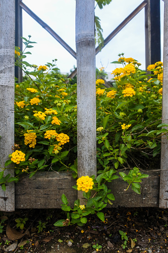 In this breathtaking photograph, Lantana Camara asserts itself as nature's tapestry against the rustic charm of a wooden fence. The vibrant yellow blooms cascade over the weathered slats, starkly contrasting the timber's earthen tones. Each flower is a sunburst, grouped in clusters that seem to dance with life, inviting diverse pollinators to partake in their beauty. The morning light bathes each petal in a golden glow, enhancing the texture and depth of the natural scene. This image not only captures the striking display of color and life that Lantana Camara offers but also tells a story of resilience and beauty, thriving in the embrace of the wooden barrier.