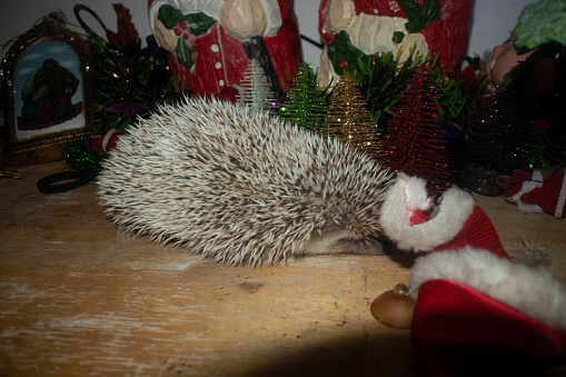 This delightful image captures the essence of holiday whimsy with a charming hedgehog serving as the unexpected protagonist of Christmas mirth. Perched atop an aged wooden table that whispers tales of bygone holiday feasts, the little creature dons a diminutive Santa hat, its edges softly fringed with the faux fur trim reminiscent of the season's jolliness. The hedgehog's curious eyes gleam with a spark of festive spirit, and its spines, usually a symbol of defense, are transformed into an endearing crown that seems to revel in the celebration. The rustic background highlights the hedgehog's natural habitat, contrasting with the merriment of the hat—a juxtaposition that invites smiles and warms the heart. Perfect for a seasonal greeting card or holiday marketing, this image emanates the cozy, light-hearted joy that hallmarks the winter holidays