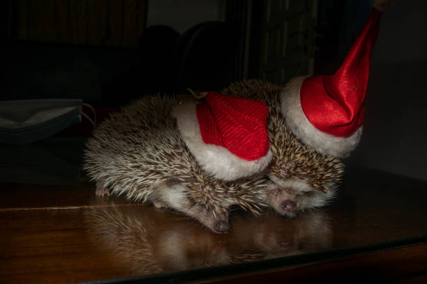 istock Holiday Huddle: Twin Hedgehogs Ring in the Festive Cheer 1834915314