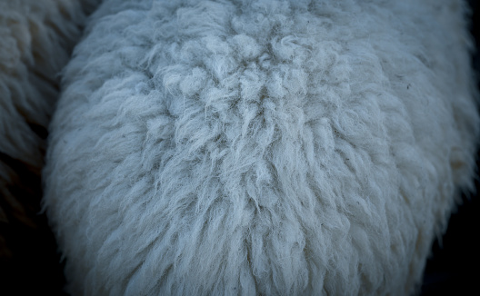 Sheep fur wool texture closeup background