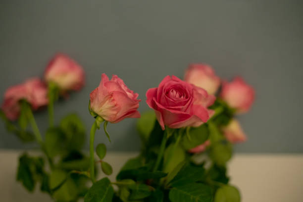 Free picture: Bouquet of three pink roses and a glass of red wine on table