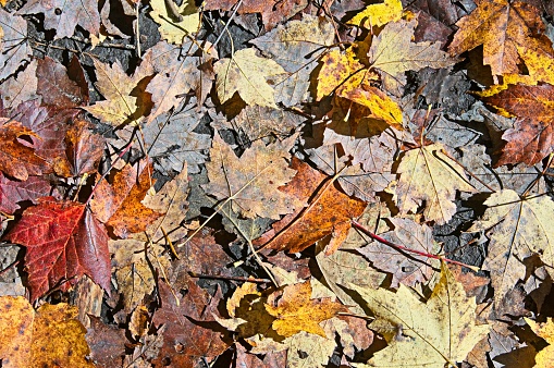 Autumn Leaves on the Ground