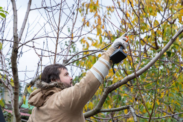 istock Male gardener prune fruit tree using battery powered pruning shears, secateur. Pruning electric tools. Farmers prunes and cuts branches of a tree in the garden with electric pruning shears or secateur in autumn. Autumn cut tree. 1834936960