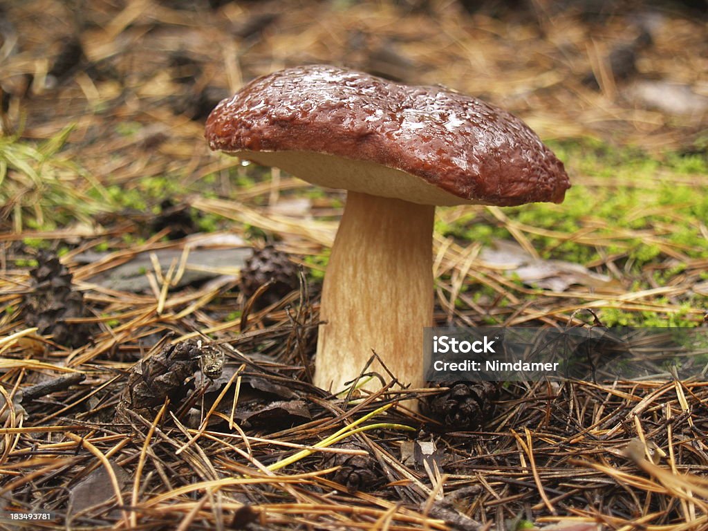 Boletus edulis en el bosque de otoño - Foto de stock de Aguja - Parte de planta libre de derechos