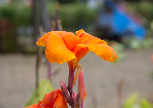 closeup orange Canna L Flower