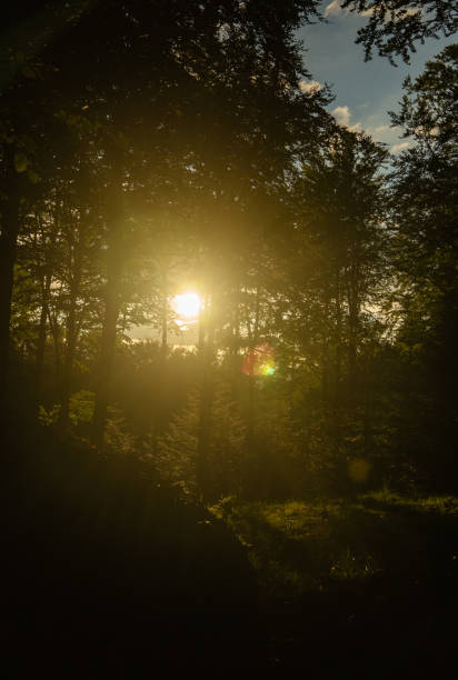 Forest or a park full of trees. Sun shining through the leaves
