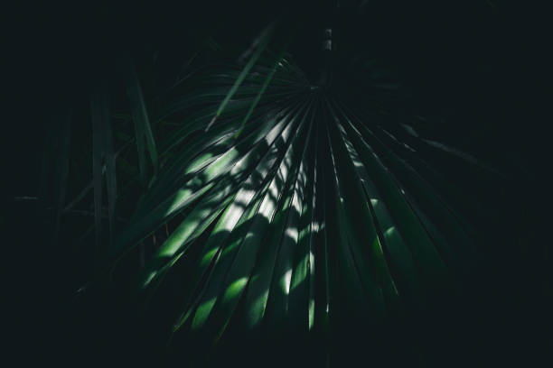 beams of light - palm leaf flash imagens e fotografias de stock