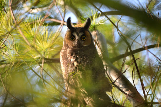 istock Long-eared Owl in the wild 1834957935
