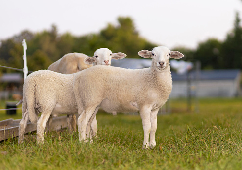 Katahdin sheep lamb twins on a green pasture together