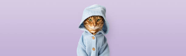istock Funny cat in clothes against a purple wall. 1834964677