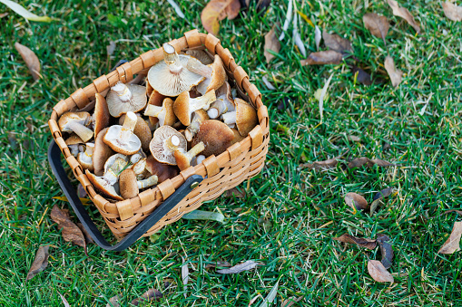 Fresh mushrooms in rustic basket, a wholesome harvest in grass